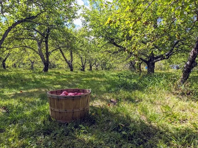 Camerons Orchard for-sale and u-pick
